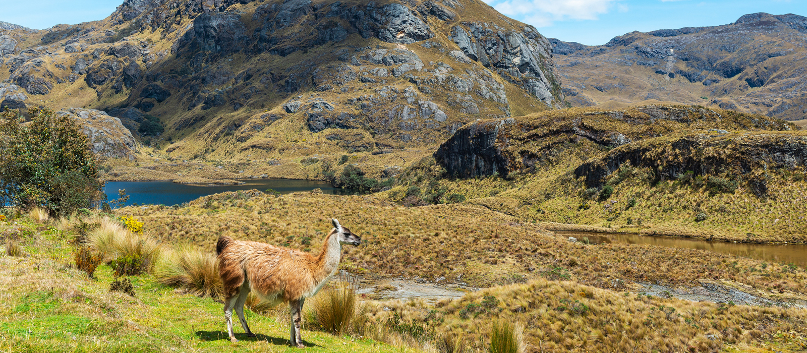 A llama stands on a grassy hillside in a high-altitude mountainous landscape. Behind it, a deep blue lake reflects the bright sky, surrounded by rugged, rocky peaks covered in golden vegetation. The scene captures the beauty of the Andean highlands, with its vast open spaces, rolling hills, and scattered patches of greenery.